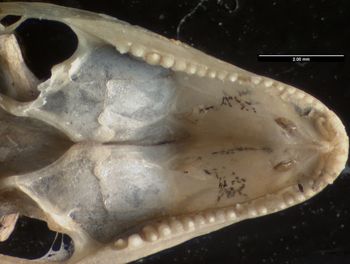 Media type: image;   Herpetology R-184659